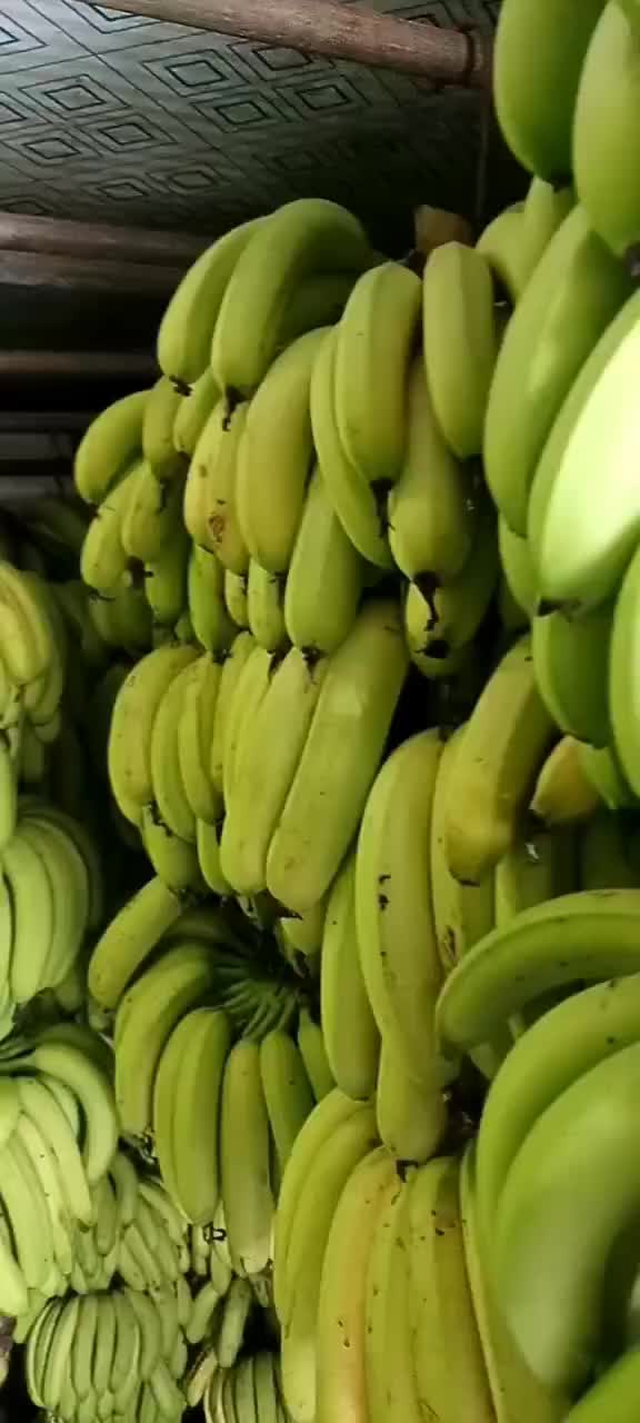 云南香蕉最新價(jià)格走勢(shì)深度論述，市場(chǎng)趨勢(shì)與影響因素分析