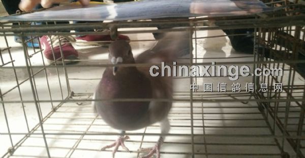 搜鴿網(wǎng)鄧文敏養(yǎng)鴿技能學(xué)習(xí)指南，適合初學(xué)者與進(jìn)階用戶的步驟指南