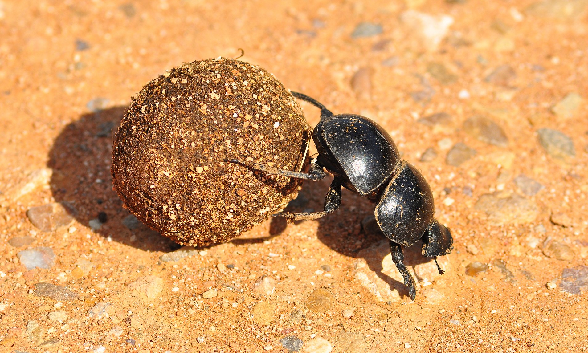 探索自然界新奇跡，最新蟲種揭秘