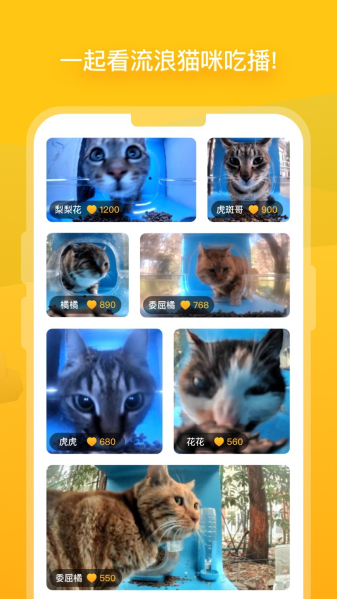 貓咪最新版本2025，探索小巷中的特色貓咪小店